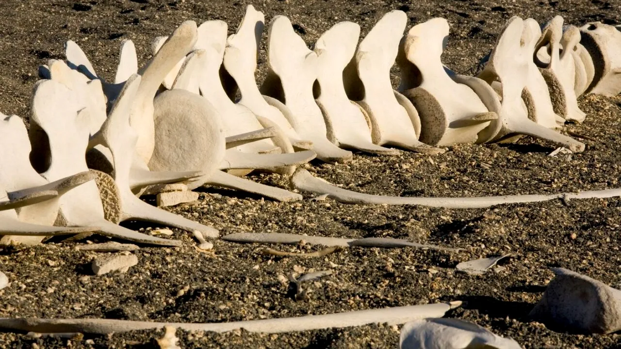 Misterul rămășițelor umane descoperite pe o PLAJĂ din Europa după prăbușirea unui zid antic. Locul unde s-au dat bătălii crâncene în secolul I