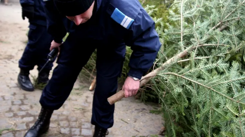 Peste 11.700 de brazi de Crăciun, confiscați de polițiști