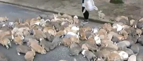 Insula iepurilor vagabonzi. Un clip face senzație pe internet. VIDEO