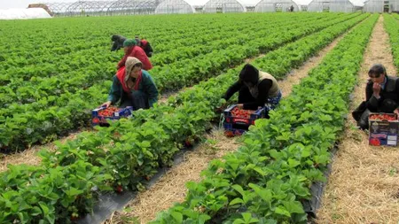 România, cel mai mare risc de sclavie modernă din UE. Motivele care ne trimit înapoi în Evul Mediu