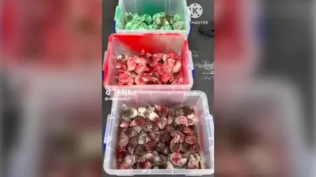 VIDEO | Activist pro-Gaza aruncă zeci de șoareci colorați în culorile steagului palestinian într-un McDonald's din Birmingham