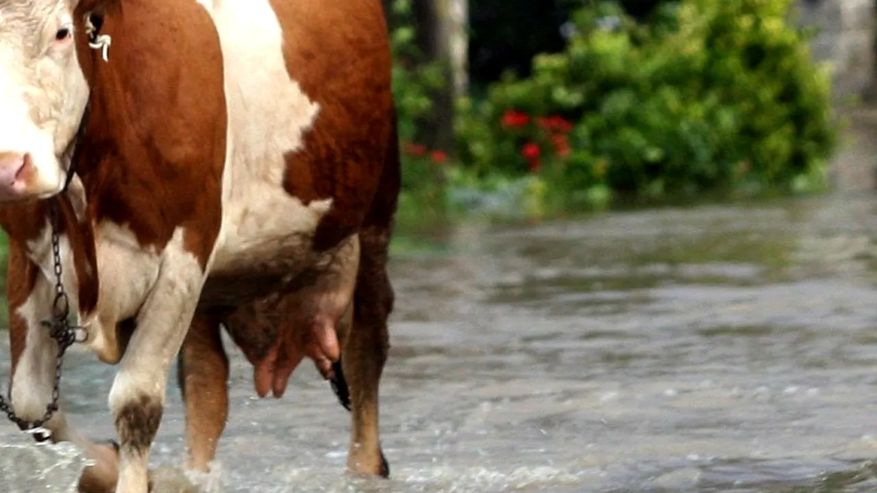 Copil de cinci ani din Gorj, omorât de un animal din gospodărie care s-a speriat din cauza furtunii