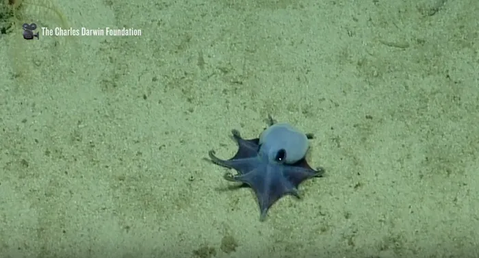 O caracatiță albastră, cât o minge de golf, a fost descoperită lângă Insulele Galapagos. Primele imagini cu creatura marină