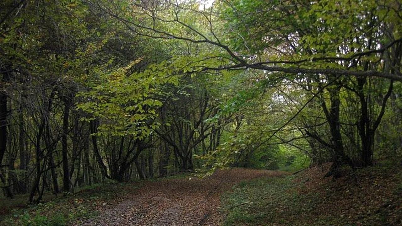 Urmașii grofului Banffy Daniel au pierdut procesul: peste 25.000 de hectare de pădure rămân la stat