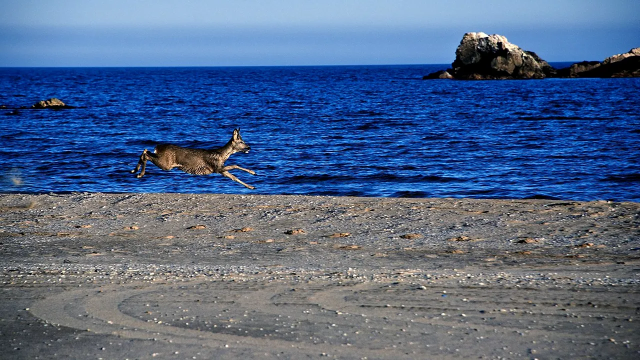 Fugăriți de un cerb, pe o plajă de nudiști. Din păcate pentru ei, salvarea a venit și cu o amendă pentru nerespectarea carantinei