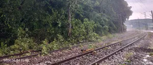 CFR, ANUNȚ important pentru călători! Circulația feroviară este oprită temporar, din cauza unor copaci rupţi de vânt