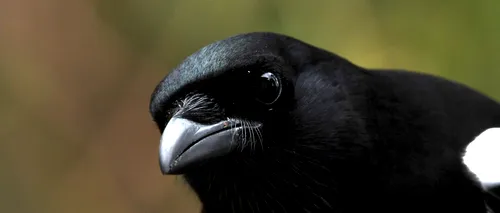 Avertisment bizar, dar întemeiat: Australienii cu mască, atacați de coțofane: „Păsările nu mai fac diferența...”