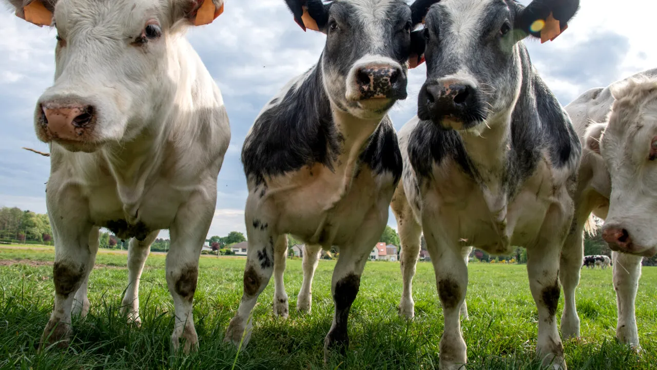 Țara cu cea mai mare producție de lactate din lume. Acolo există de două ori mai multe vaci decât locuitori