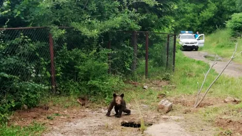DECIZIE. Un pui de urs șchiop a fost împușcat la Predeal. Animalul se obișnuise cu oamenii și nu a atacat niciodată pe nimeni / Cum se apără Ministerul Mediului!