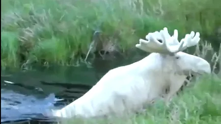 Video VIRAL. Un elan alb foarte rar întâlnit, filmat în Suedia. Apariția este fascinantă