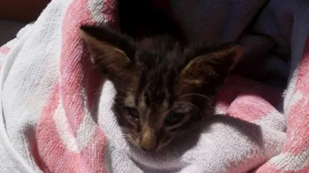 Un pui de pisică, salvat din mare și resuscitat de un echipaj al pazei de coastă italiane