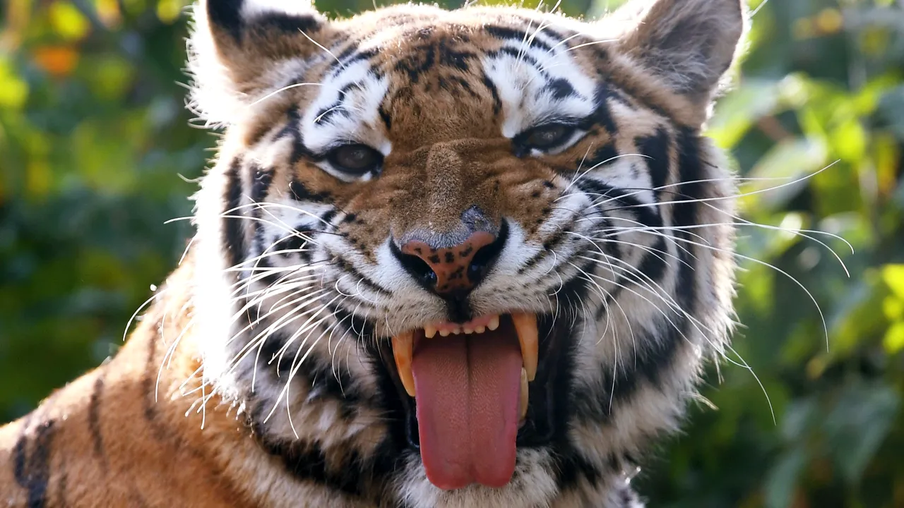 TIGRUL UCIGAȘ, momit cu parfum CALVIN KLEIN. Fiara A UCIS nouă persoane în India