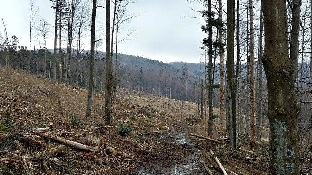 Semnal de ALARMĂ: Vor fi tăiate PĂDURI SECULARE din Parcul Național Semenic! Replica Romsilva: Totul este legal

