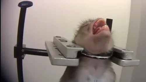 Scene greu de privit. Maimuțe filmate țipând de durere într-un laborator din Germania | VIDEO