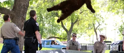IMAGINILE care surprind momentul căderii unui urs dintr-un copac. VIDEO