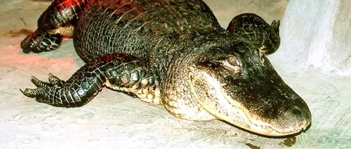 MOSCOVA. Aligatorul, în vârstă de 84 de ani, „ținut ca animal de companie de Adolf Hitler” a murit în grădina zoologică din Moscova: Saturn este o întreagă epocă pentru noi.