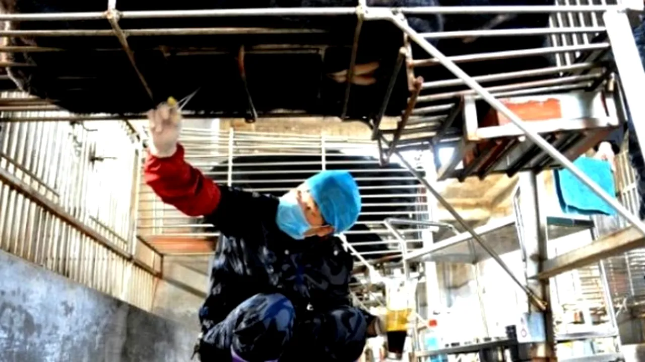 CORONAVIRUS. OMS, reacție în scandalul secolului. 