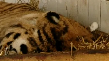 Tigrul Sandokan de la Zoo Galați a intrat într-o depresie severă, dar conducerea a avut o idee neobișnuită și a pus-o în practică