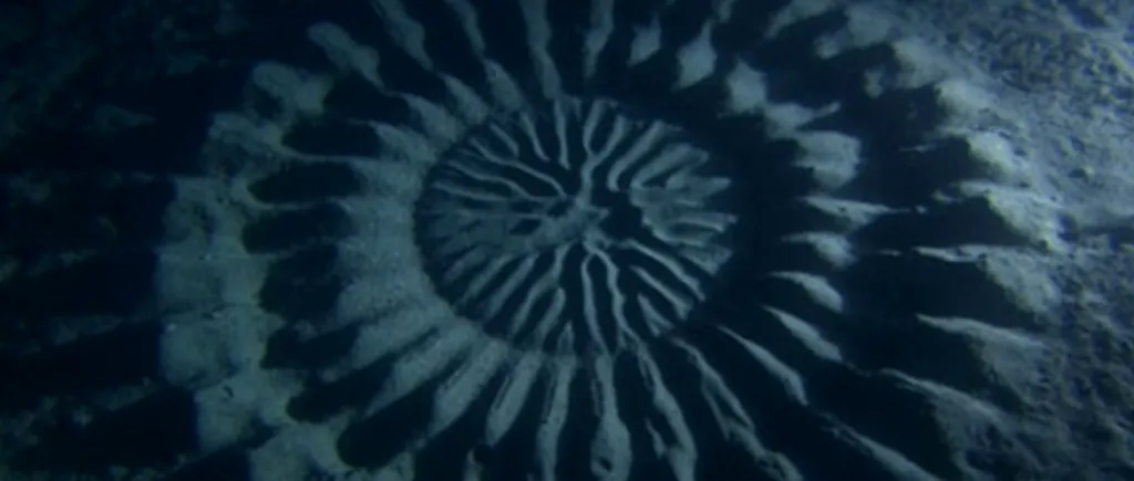 Misterul cercului subacvatic descoperit în apropierea Coastei Japoniei, dezlegat. Cum arată creatura care a dat formă nisipului