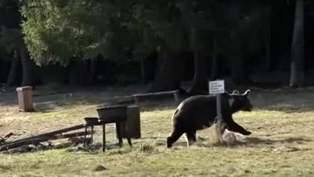 Tânără însărcinată, ATACATĂ de un urs într-o comună din județul Brașov. Un alt localnic a fost grav rănit