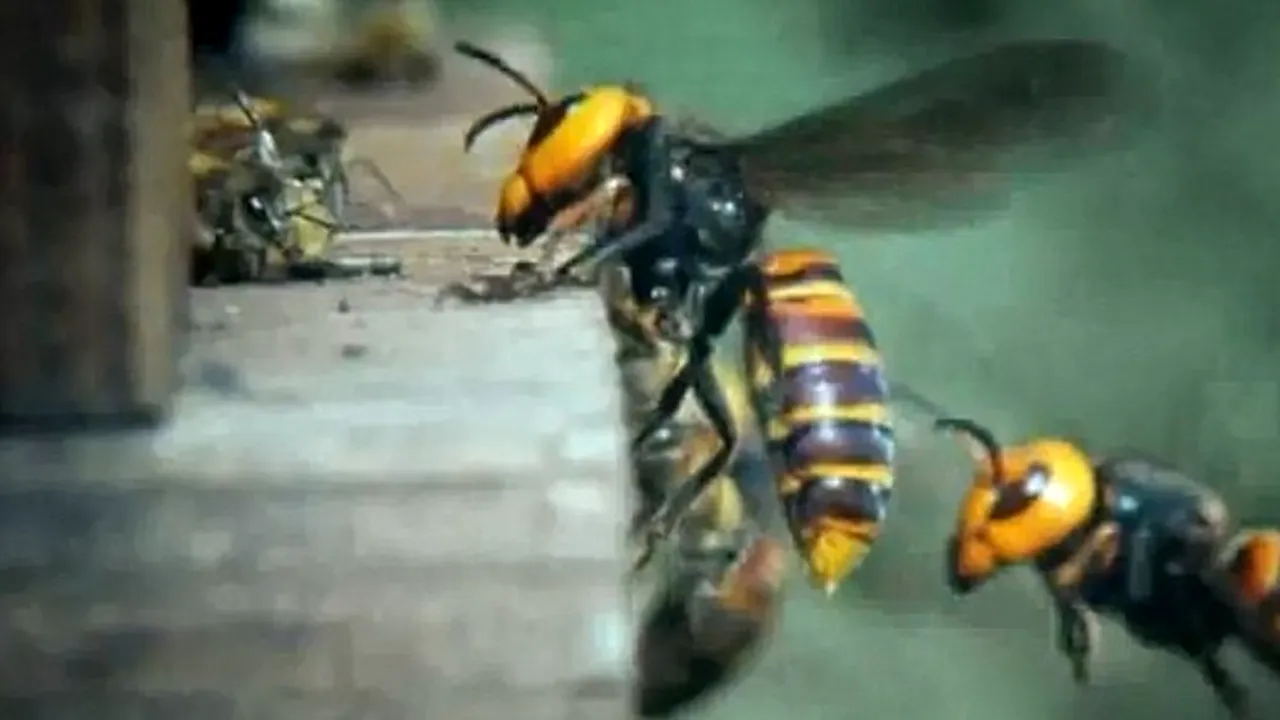 Bărbat mort după ce a fost înțepat de mai multe viespi, pe un câmp