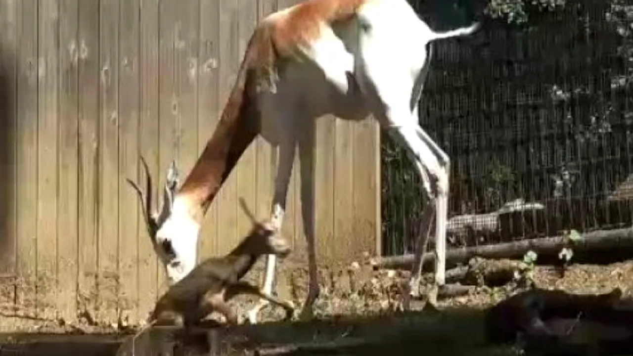 Eveniment rar la grădina zoologică din SUA, surprins în imagini. FOTO+VIDEO