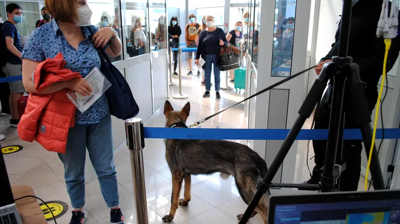 PREMIERĂ: Un pasager sosit cu avionul în România a fost depistat cu COVID-19 de un câine polițist. Ce au decis autoritățile