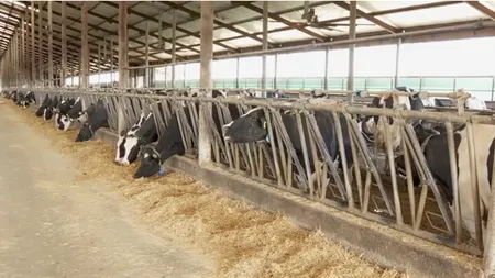 Importurile de LAPTE au crescut semnificativ, în primele 10 luni ale acestui an. Ce cantitate s-a colectat de la producătorii locali