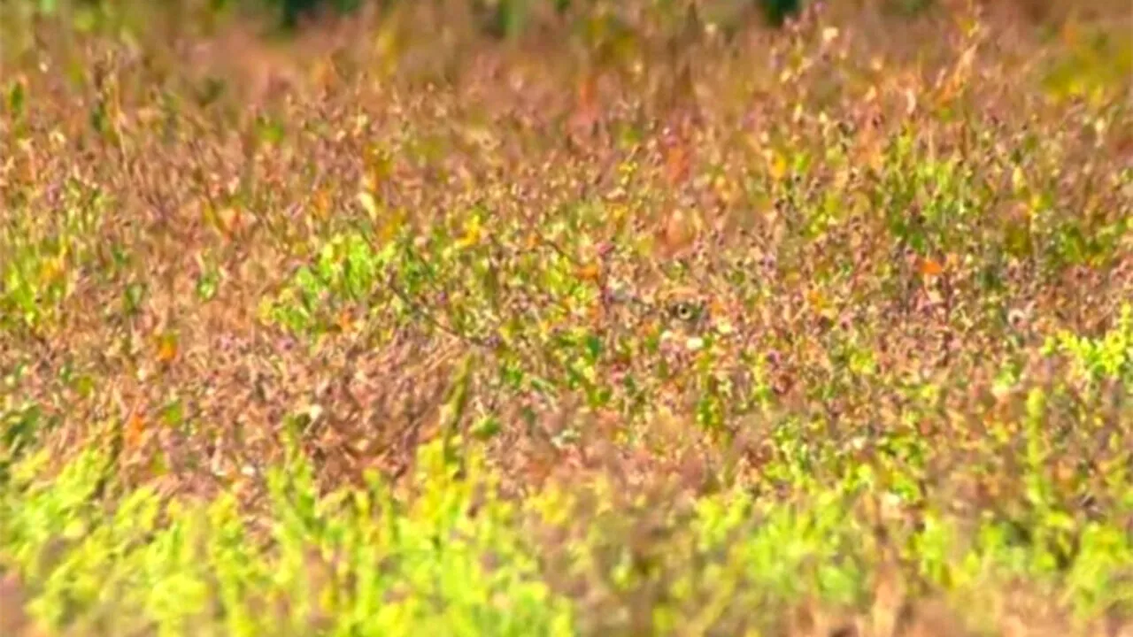 Iluzie optică VIRALĂ | Ești un geniu dacă poți găsi pasărea camuflată în această fotografie