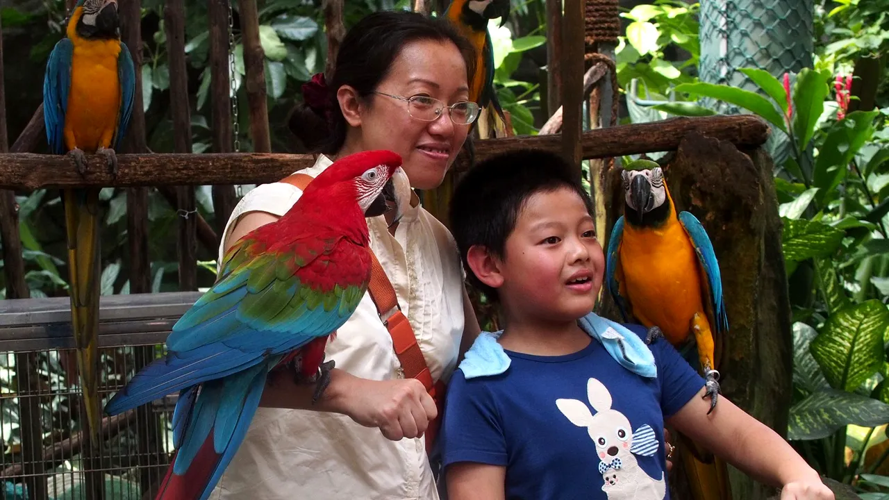 Papagalii pot lua DECIZII ECONOMICE COMPLEXE pentru a obține ceea ce doresc: NUCI