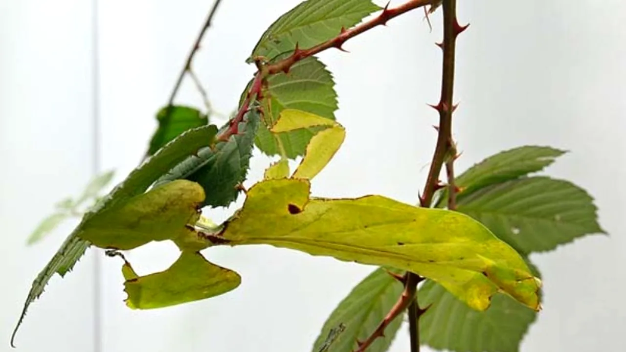 Detaliul ascuns în această imagine