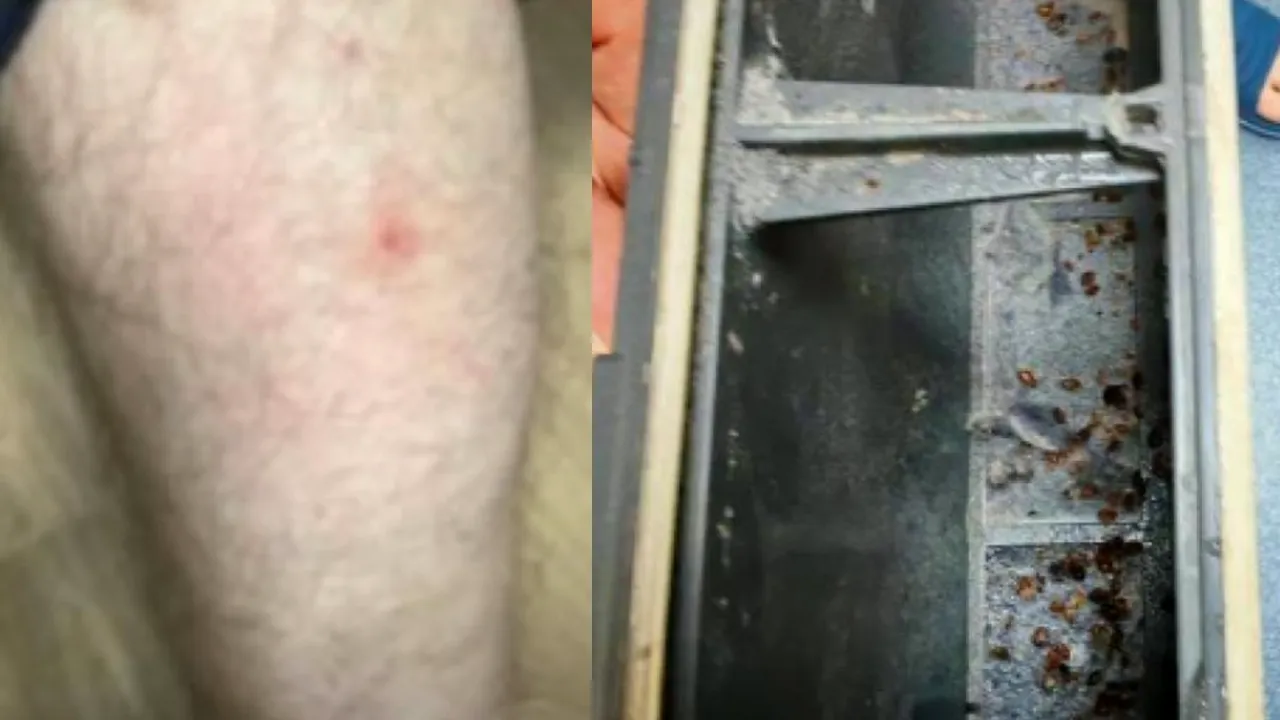 Poliţişti muşcaţi de ploşniţe în sediile Poliţiei Capitalei: zece persoane au ajuns la Urgență. Măsurile cerute de sindicatul Europol