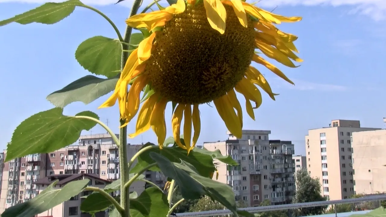 O clădire URÂTĂ din București, într-un cartier înghesuit. Dar ceea ce vei vedea pe ACOPERIȘUL ei te va ÎNCÂNTA