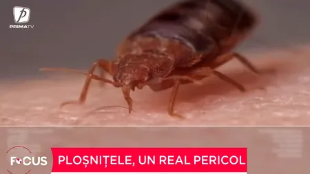 Ploșnițele, un real pericol. Ce spun medicii