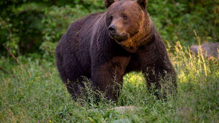 Noi reguli pentru intervenția la atacurile de urși: cei care intră în localități ar putea fi împușcați, iar amenzile pentru hrănirea lor cresc