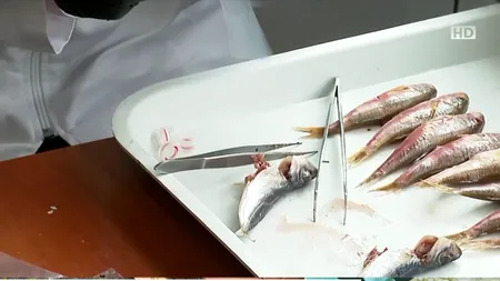 Peștii din Marea Neagră, tot mai MICI: cercetătorii trag un semnal de alarmă!