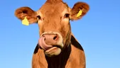 Fermier din Brașov, forțat să ducă 100 de vaci la abator: „Câştigurile erau bune, dar nu mai am ce să le dau de mâncare”