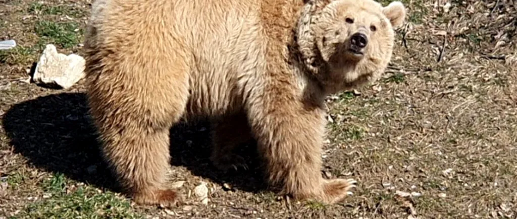 A murit ursoaica Mașa, refugiată din Ucraina la sanctuarul de la Zărnești