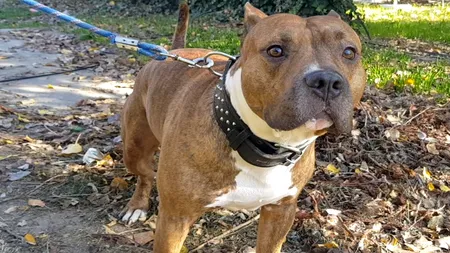 Un copil de 4 ani a fost mușcat de cap de un câine de luptă într-un parc din Cluj. Poliția a deschis dosar penal