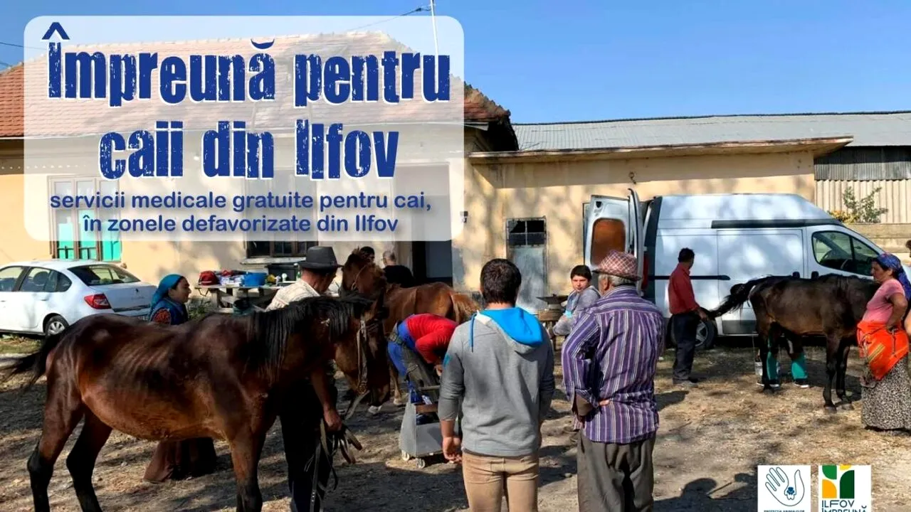 Servicii medicale gratuite pentru caii din zonele defavorizate din Ilfov (P)