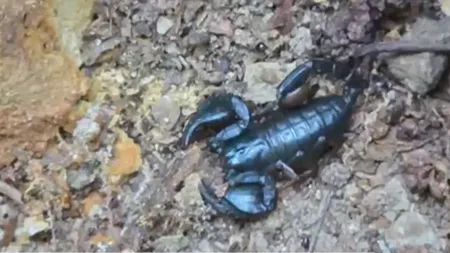 Zona din România în care canicula a scos la suprafață zeci de SCORPIONI. Această specie poate da reacții alergice asemănătoare înțepăturii de viespe