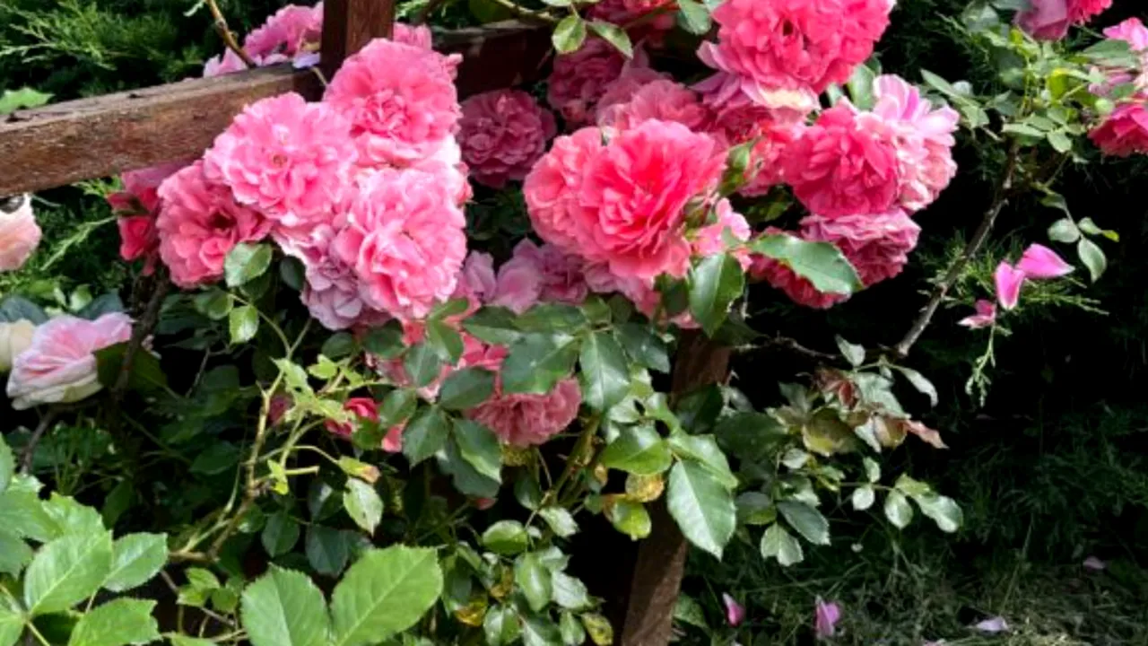 Spectacol de culoare și parfum la Grădina Botanică din Iași. Cele peste 800 de soiuri de trandafiri au înflorit