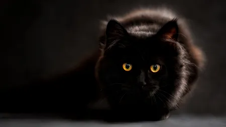 Terorizat de pisică, un poștaș recurge la amenințări. Ce sancțiuni riscă stăpânii
