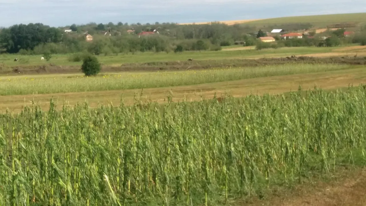  Cât costă un hectar de teren arabil în sudul României. Arenda terenurilor agricole în 2025