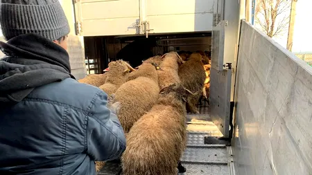 Berbecuții salvați de pe vaporul Queen Hind vor trăi într-o fermă de lângă Periș