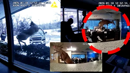 Un cerb a „spart” o bancă din New York. A fost declanșată alarma, iar momentul a fost surprins video