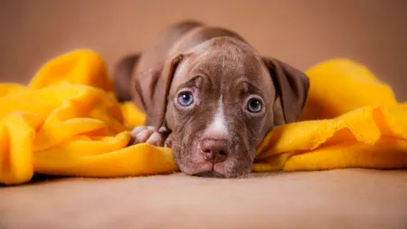 Poliția Animalelor își începe activitatea! 488 de angajați și 88 de medici veterinari vor acționa întreaga țară