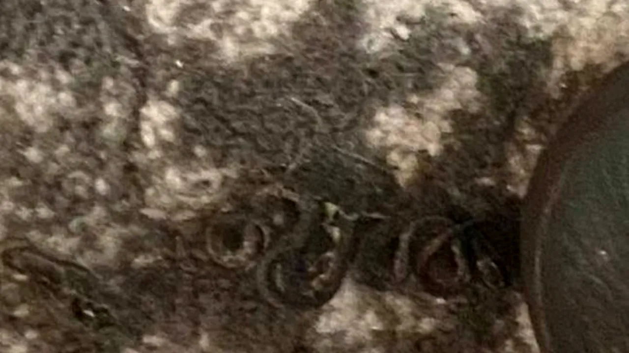 O femeie a descoperit că avea 18 șerpi sub pat. Se apropiase de unul, crezând că este o scamă | VIDEO