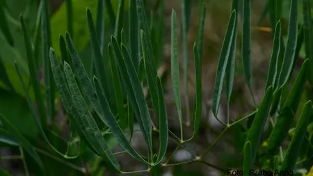 Descoperirea senzațională în România: Biologii au identificat o nouă specie de plantă. Galerie FOTO