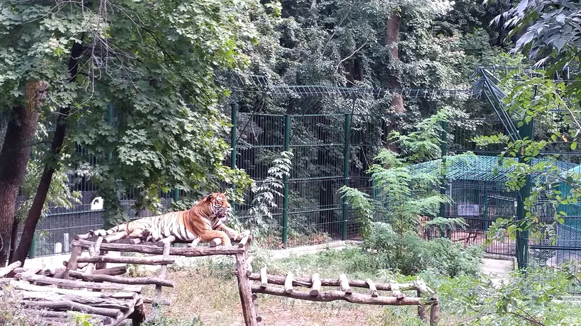 Vizitator al Grădinii Zoologice din Bârlad, ATACAT de un tigru. Care este starea victimei